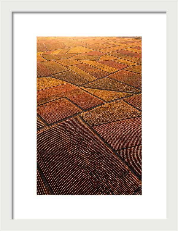 Aerial View Of Vineyard Rows