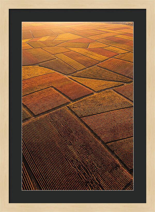 Aerial View Of Vineyard Rows