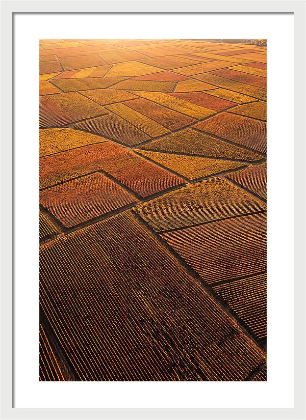 Aerial View Of Vineyard Rows