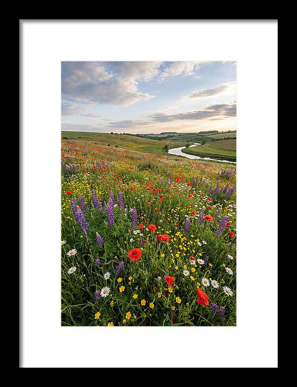 Aerial View Of Wildflower Meadow