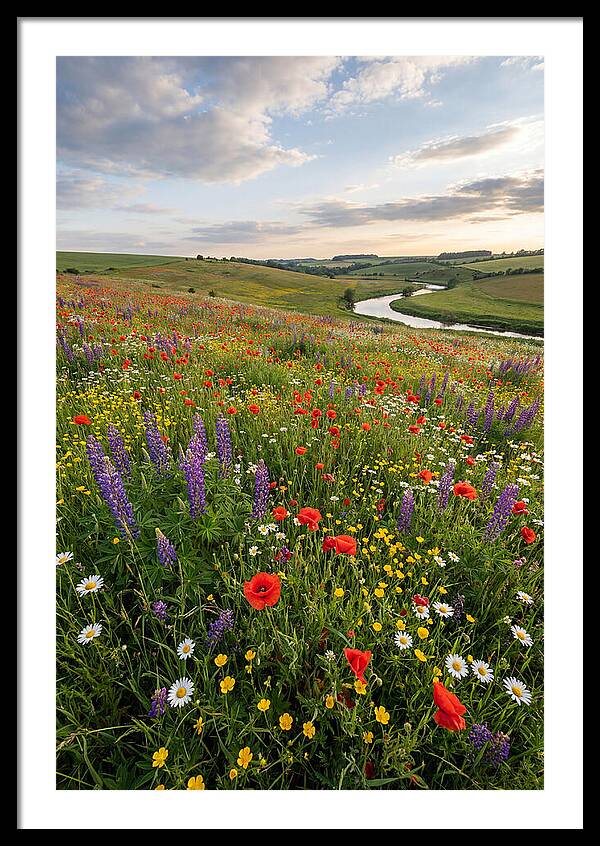 Aerial View Of Wildflower Meadow
