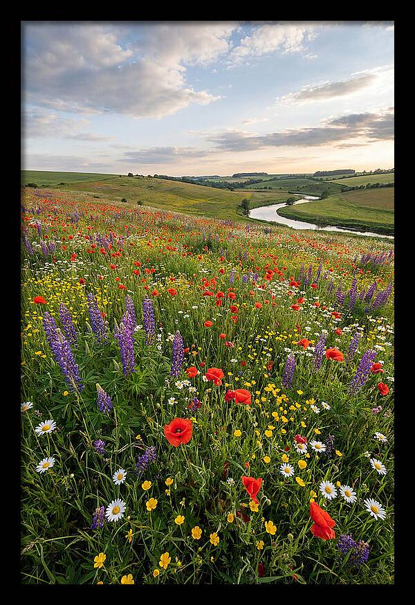 Aerial View Of Wildflower Meadow