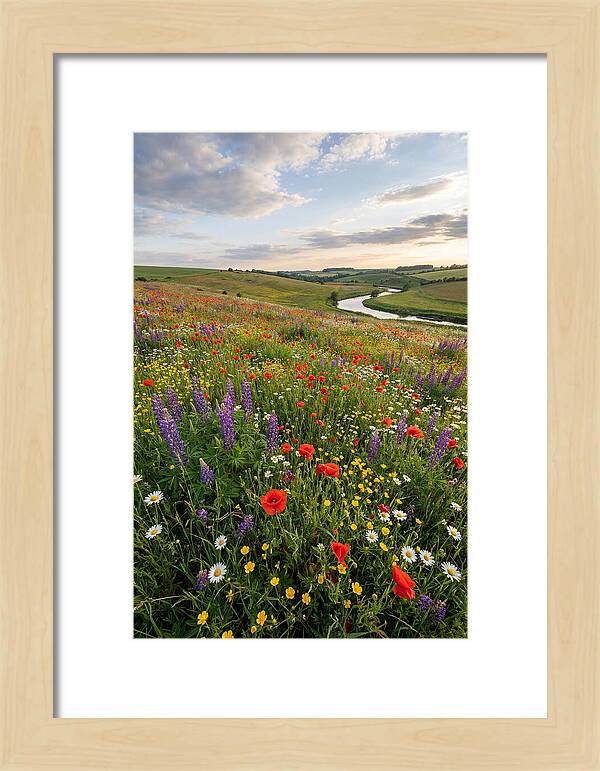 Aerial View Of Wildflower Meadow