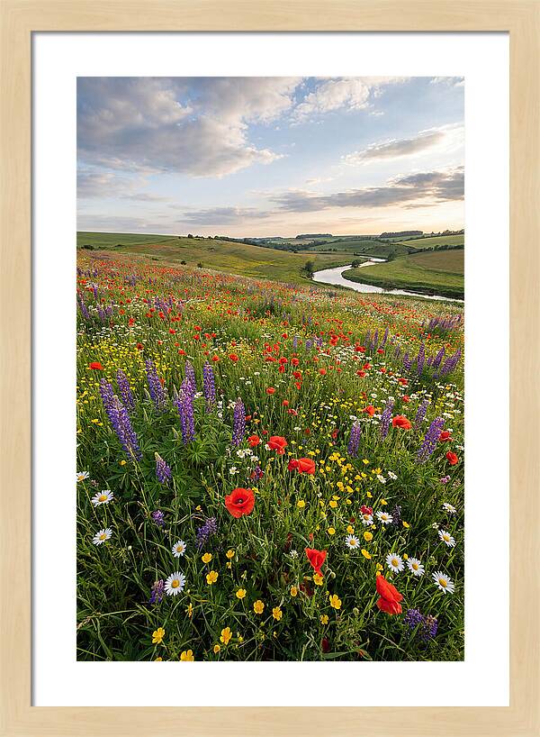 Aerial View Of Wildflower Meadow