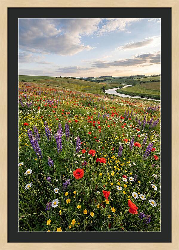 Aerial View Of Wildflower Meadow