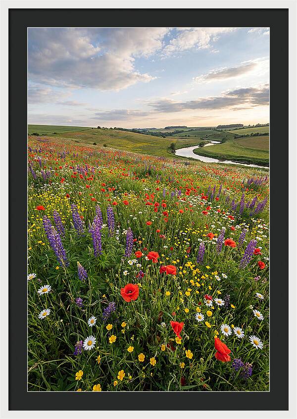 Aerial View Of Wildflower Meadow