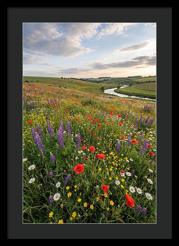 Aerial View Of Wildflower Meadow