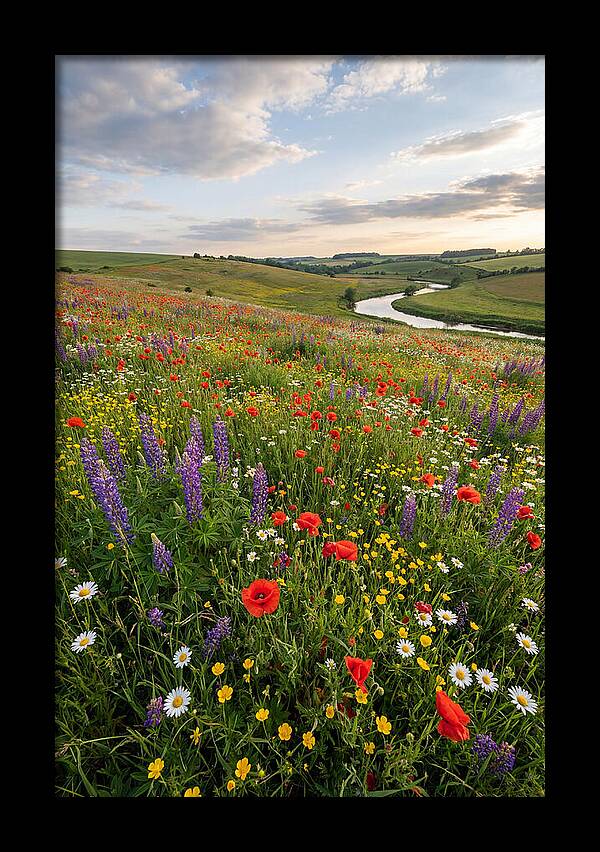 Aerial View Of Wildflower Meadow
