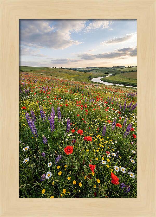 Aerial View Of Wildflower Meadow