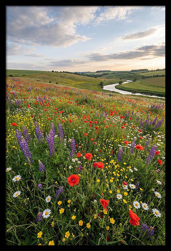 Aerial View Of Wildflower Meadow