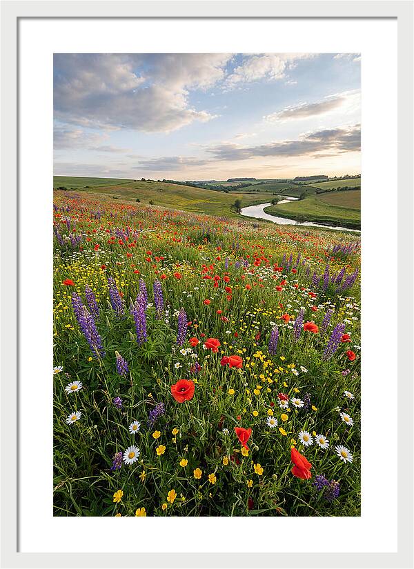 Aerial View Of Wildflower Meadow