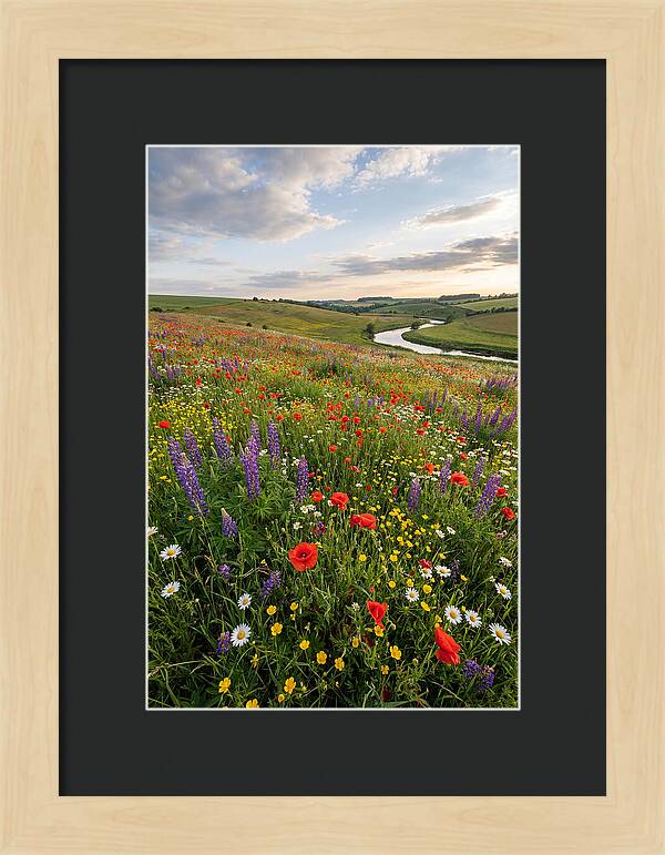 Aerial View Of Wildflower Meadow