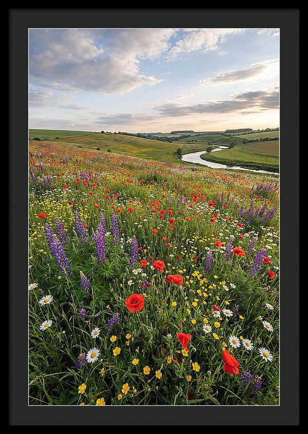 Aerial View Of Wildflower Meadow