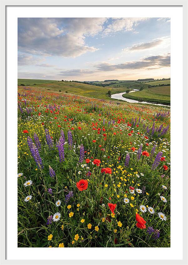 Aerial View Of Wildflower Meadow