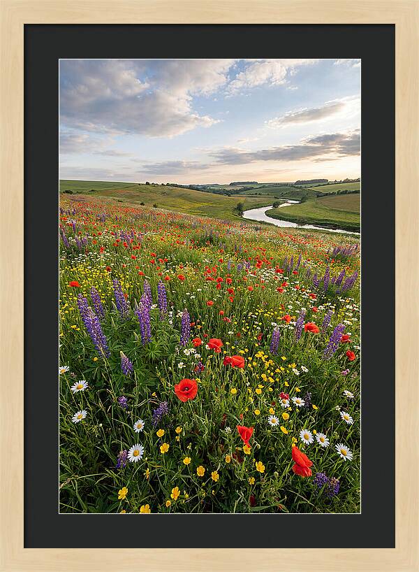 Aerial View Of Wildflower Meadow