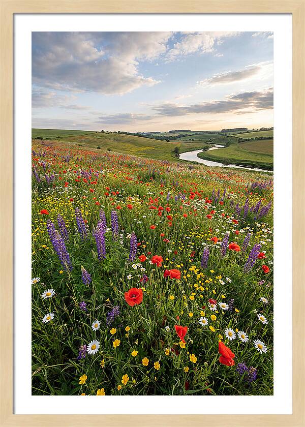 Aerial View Of Wildflower Meadow