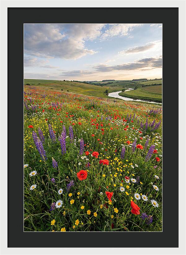 Aerial View Of Wildflower Meadow