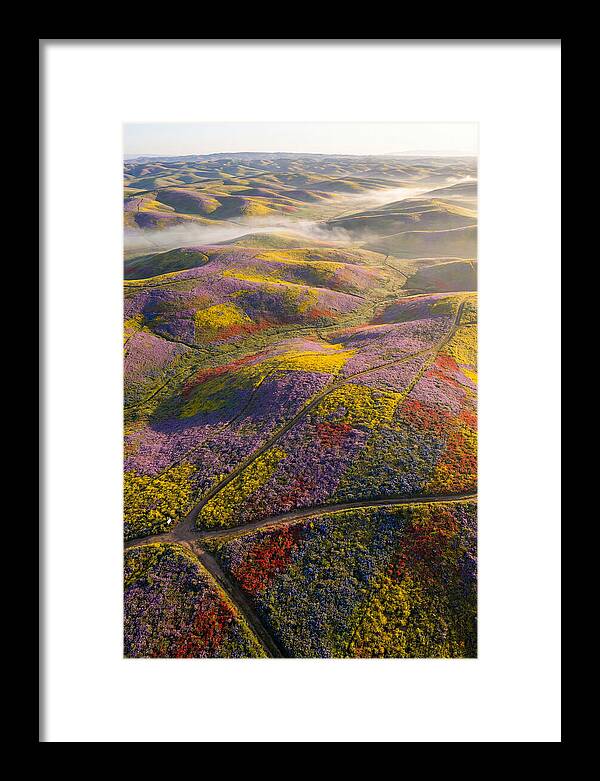 Aerial Wildflower Carpet