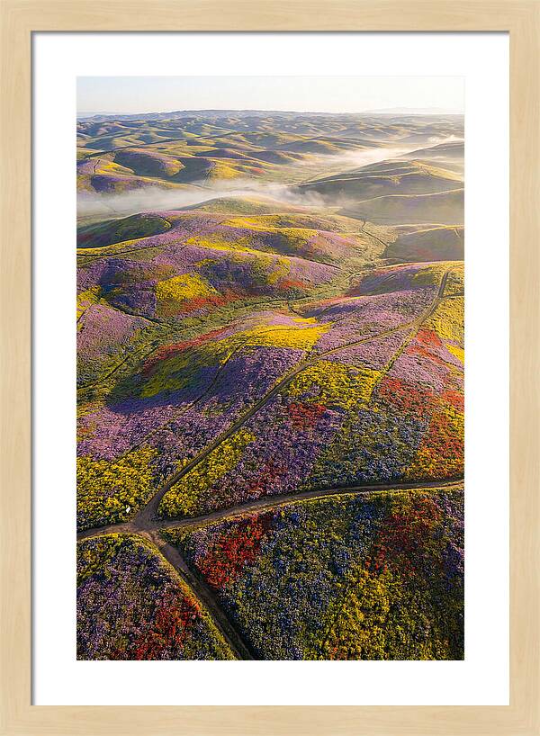 Aerial Wildflower Carpet
