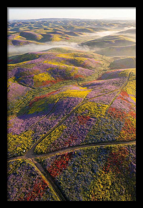 Aerial Wildflower Carpet
