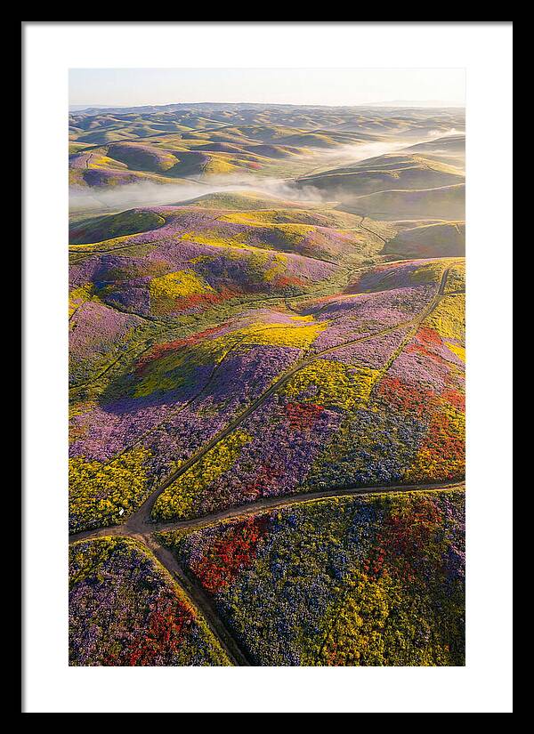 Aerial Wildflower Carpet