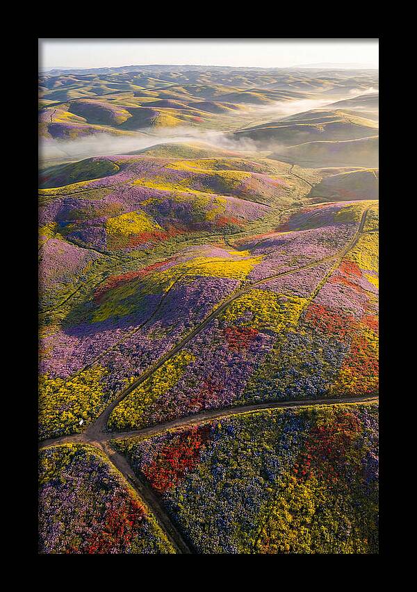 Aerial Wildflower Carpet