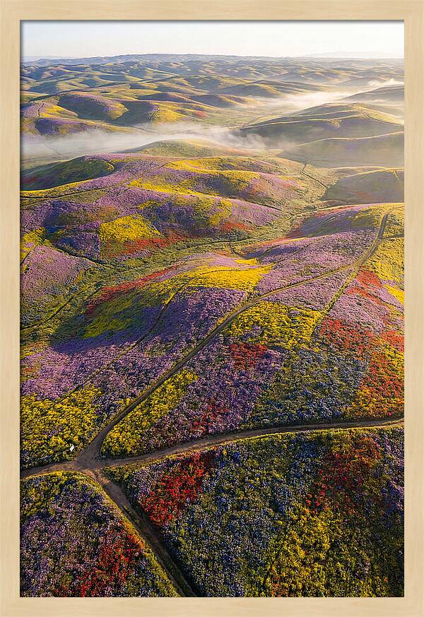 Aerial Wildflower Carpet