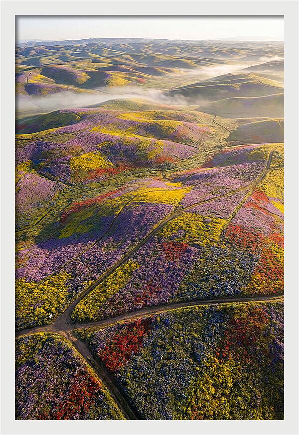 Aerial Wildflower Carpet