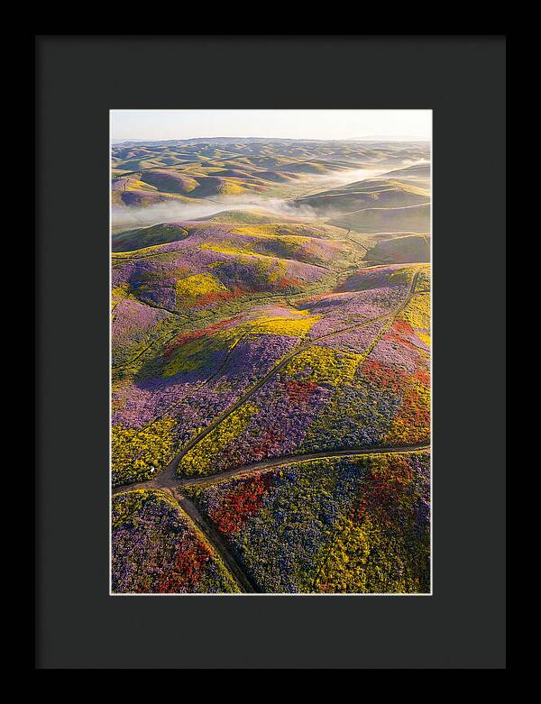 Aerial Wildflower Carpet