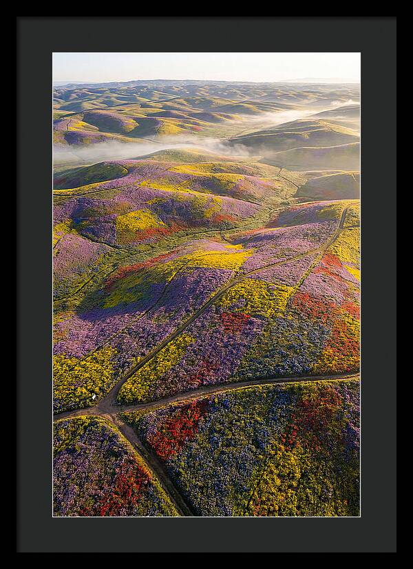 Aerial Wildflower Carpet