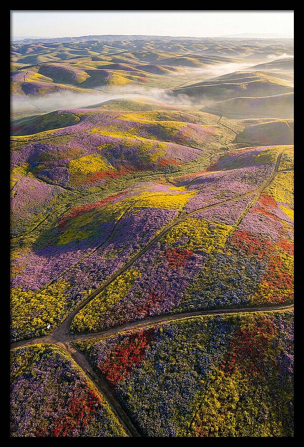 Aerial Wildflower Carpet