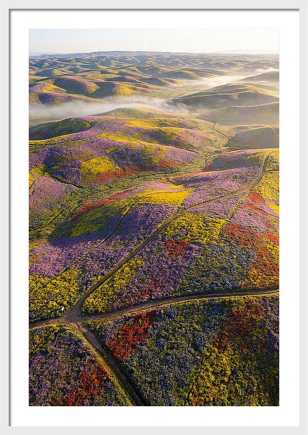 Aerial Wildflower Carpet