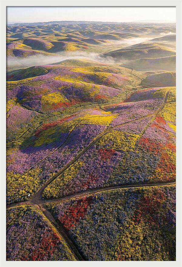 Aerial Wildflower Carpet