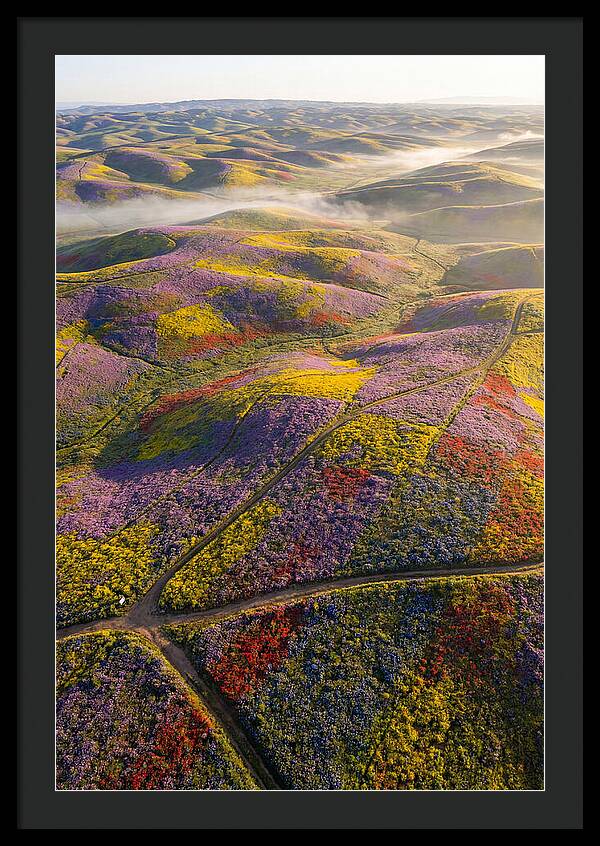 Aerial Wildflower Carpet