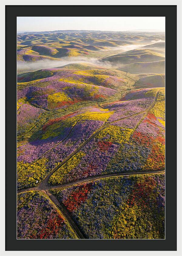 Aerial Wildflower Carpet