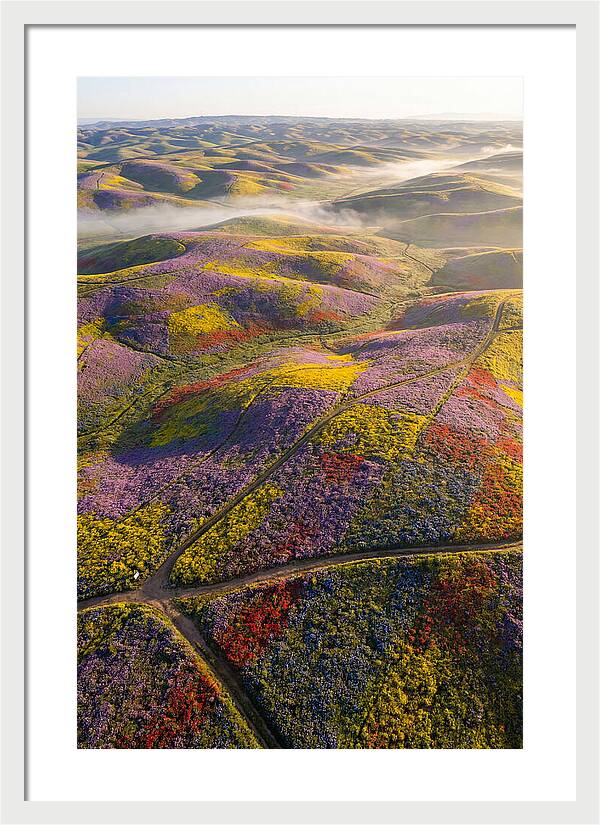 Aerial Wildflower Carpet