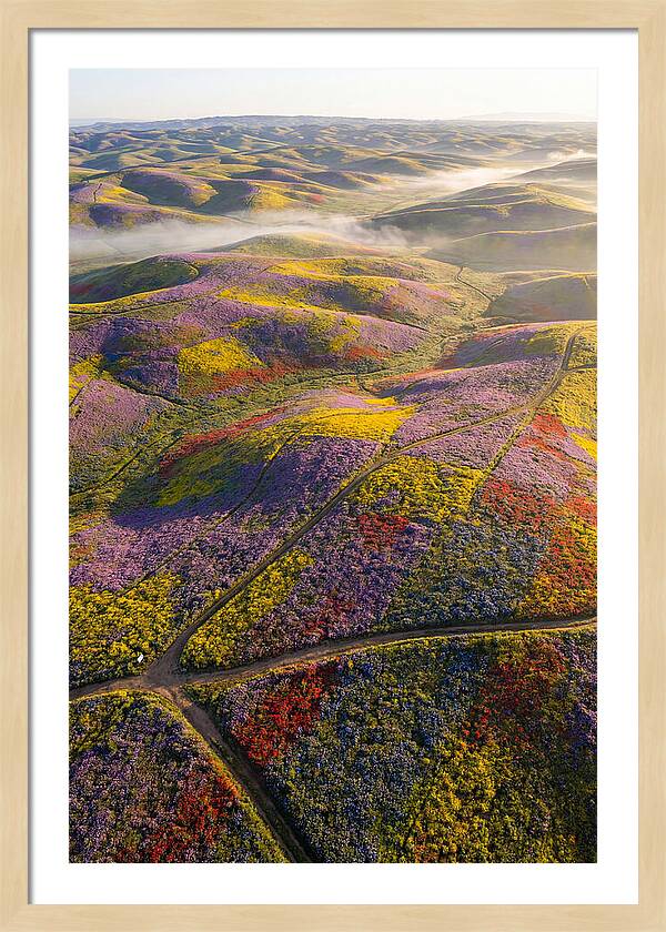 Aerial Wildflower Carpet