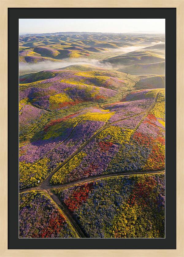 Aerial Wildflower Carpet