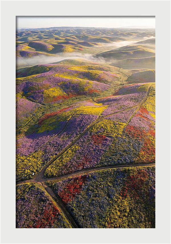 Aerial Wildflower Carpet