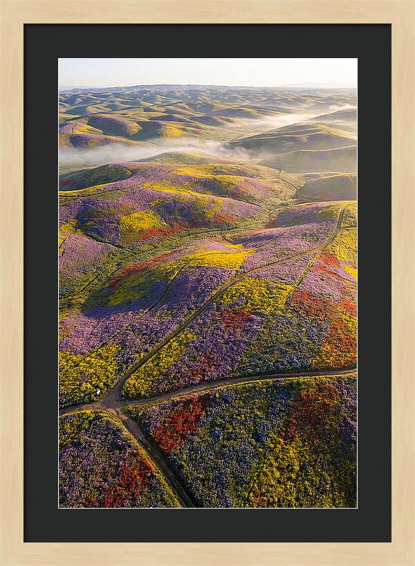 Aerial Wildflower Carpet