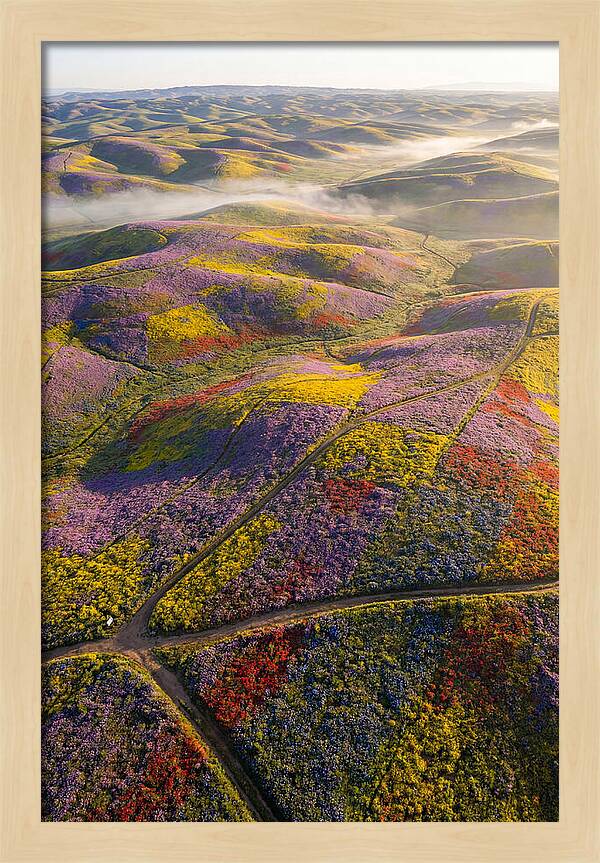 Aerial Wildflower Carpet