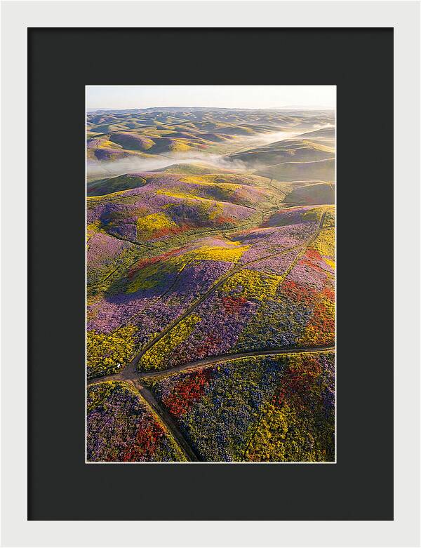 Aerial Wildflower Carpet