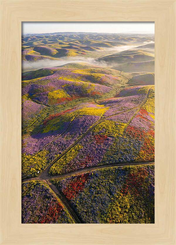 Aerial Wildflower Carpet
