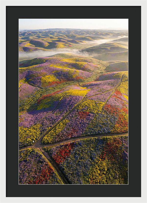 Aerial Wildflower Carpet