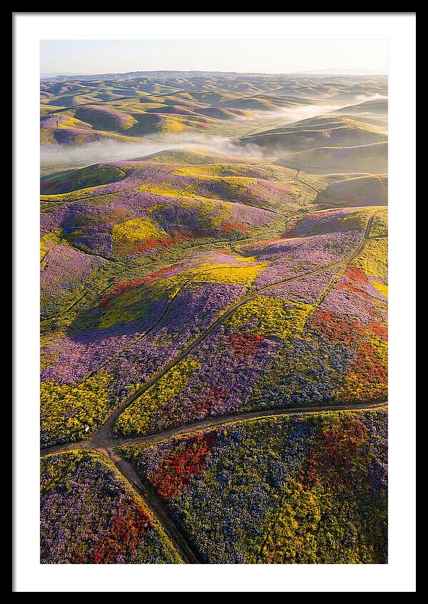 Aerial Wildflower Carpet