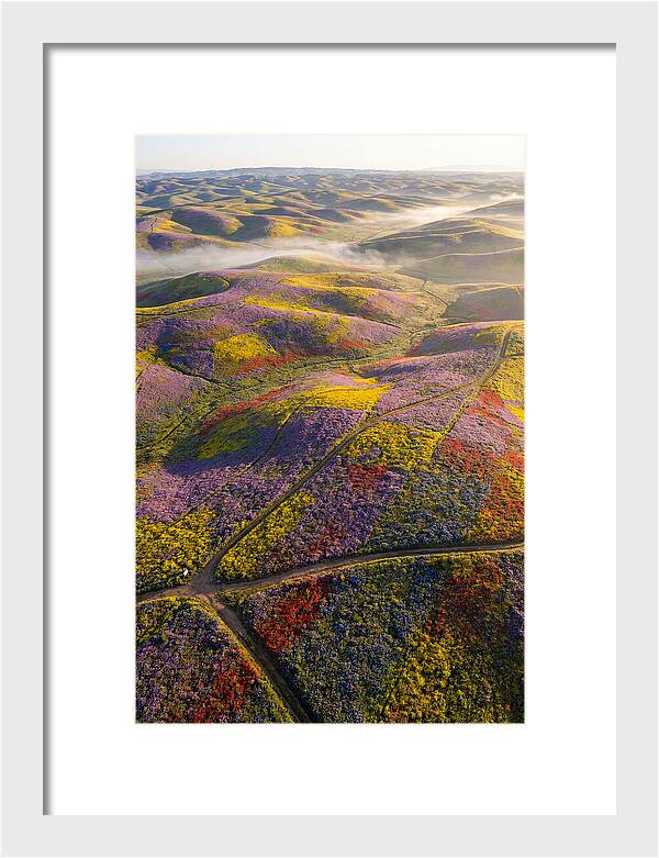 Aerial Wildflower Carpet