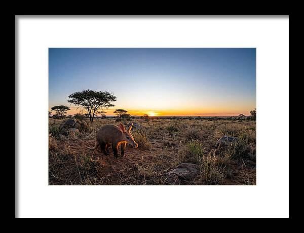 African Aardvark At Dusk