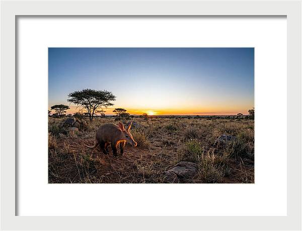 African Aardvark At Dusk