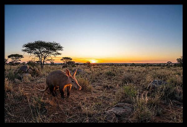 African Aardvark At Dusk