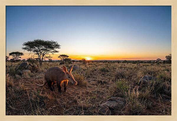 African Aardvark At Dusk